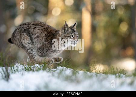 Lynx Stalking in a Snowy Forest Environment During Winter Daylight Stock Photo