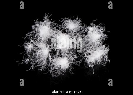 Clusters of white goose down feathers showing softness and warmth Stock Photo