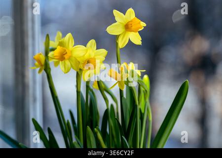Beautiful Spring banner with fresh yellow daffodil flowers grow in pot on windowsill Stock Photo