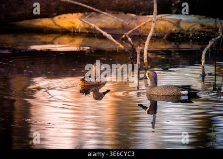 A pair of blue winged teal in soft golden light make ripples in the shallow waters of a marsh at the Muscatatuck National Wildlife Refuge. Stock Photo