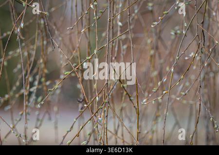 Delicate willow branches with fresh buds hanging softly against a blurred natural background in early spring. Close-up of young willow twigs. Stock Photo