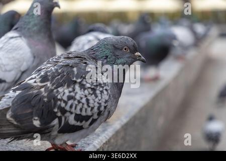 A detailed view of a vigilant pigeon with striking gray and green iridescent feathers, perched on a stone barrier, capturing the essence of adaptable Stock Photo