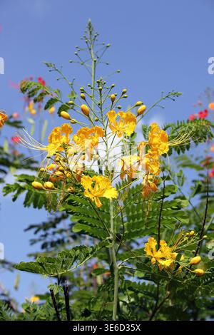 Peacock Flower - Caesalpinia pulcherrima, Mole NP, Ghana Stock Photo