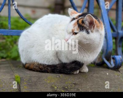 Calico cat with white, orange, black fur sits calmly on a mossy concrete surface, embodying tranquil outdoor pet life and natural environment Stock Photo