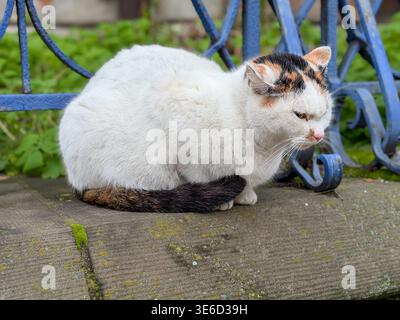 An outdoor calico cat with distinctive white, orange, and black patches patiently rests on a rustic stone wall, observing its surroundings in a serene Stock Photo