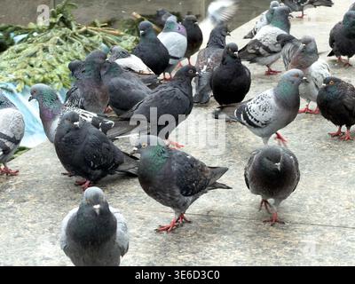 A close-up view of a diverse flock of grey and dark pigeons with colorful neck plumage on a textured urban ground, illustrating city bird life, resili Stock Photo