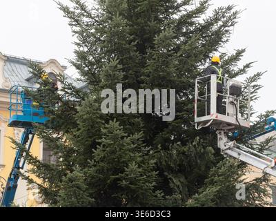 High angle view of professional workers in safety gear using elevated work platforms to adorn a large festive evergreen tree with shimmering Christmas Stock Photo