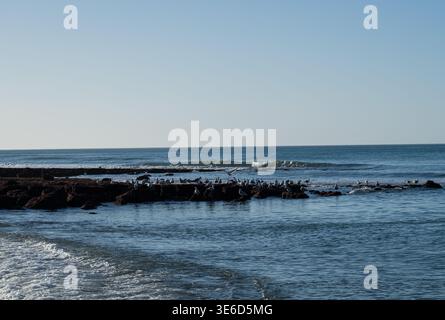 Atlantic ocean rocky shoreline with seagull colony resting on coastal rocks and calm waves seascape Stock Photo
