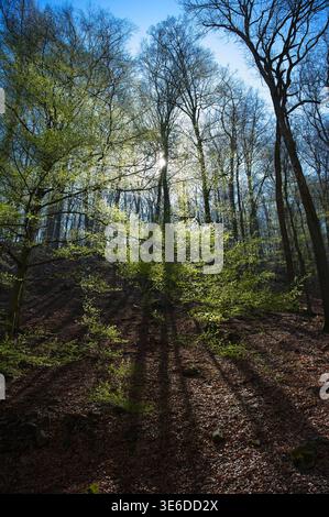 Bright sunbeams filtering through the vibrant green canopy of a spring forest with long dramatic shadows on the woodland floor. Stock Photo