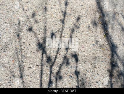 Tree branch shadows fall on rough concrete pavement creating organic pattern in bright sunlight Stock Photo