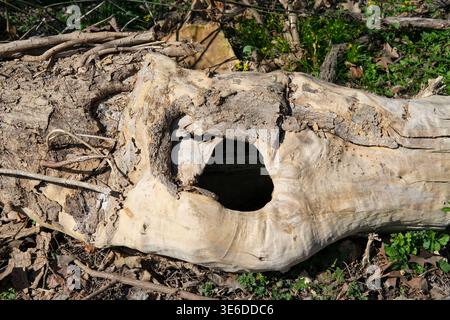 Hollow tree trunk with a large natural cavity lies on the forest floor among dry leaves and branches Stock Photo