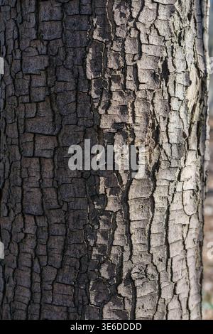 Tree bark with deep cracks and rough texture is shown in close-up on a vertical tree trunk Stock Photo