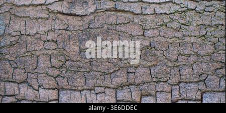 Close-up of cracked tree bark forming a natural textured pattern on a tree trunk surface Stock Photo