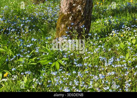 Forget me not flowers by a tree in a garden Stock Photo