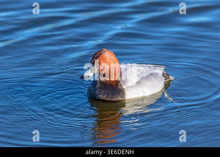 Close up of a Pochard male swimming in the water Stock Photo