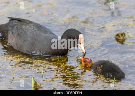 Coot feeding her newborn chicken with plants in the water Stock Photo