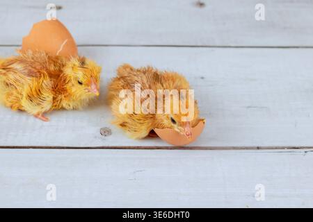 Two baby chicks are emerging from their eggs they are fluffy wet Stock Photo