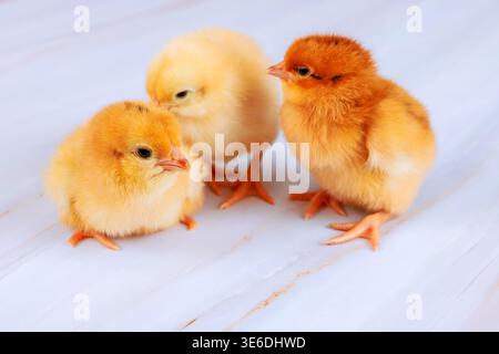 Three small chicks stand together on smooth white surface in warm Stock Photo