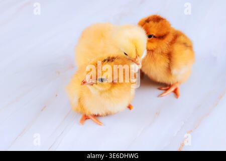 Three small yellow brown chicks stand c each other on light surface Stock Photo