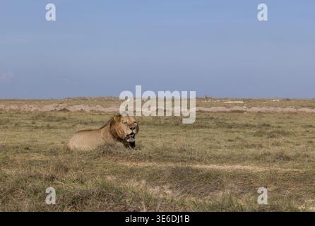 A male lion is resting in the savana in Amboseli National Park, Kenya Stock Photo