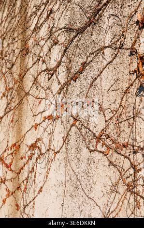 intertwining branches of climbing plants on concrete wall in autumn Stock Photo