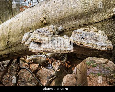 Close-up of bracket shelf fungi (polypore) on a fallen beech tree in a winter woodland, highlighting layered texture, wood decay, natural patterns and Stock Photo