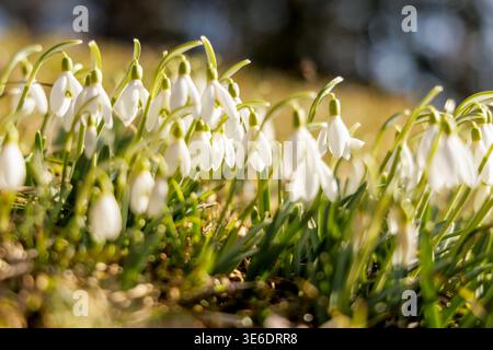 A close-up shot of delicate white snowdrop flowers growing in the grass under a mossy tree, lit by bright spring sunlight. Stock Photo