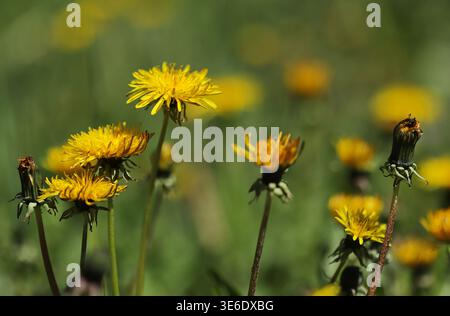 Dandelion flowers on a green background Stock Photo