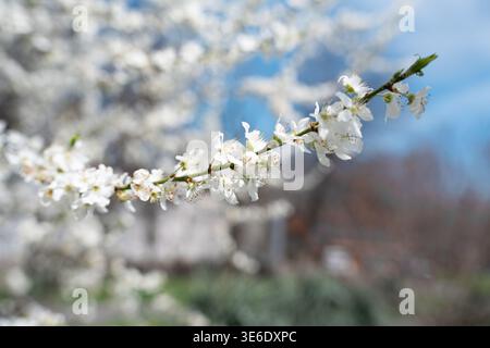 White cherry plum blossoms on a branch against a blurred spring background. Stock Photo