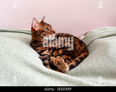 Bengal cat lying comfortably on a soft bed at home Stock Photo