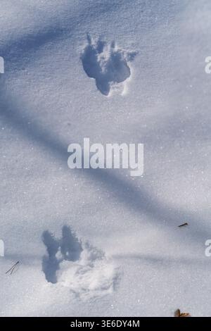 Deep tracks with paws and claws of a large animal left in the snow. Stock Photo