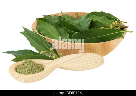 Fresh Laurel leaves in wooden bowl and spoon isolated on white background. Green bay leaf Stock Photo