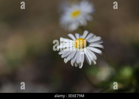 White daisy in the nature Stock Photo