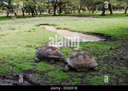 Giant tortoise walking on grass in Mauritius tropical nature. Stock Photo