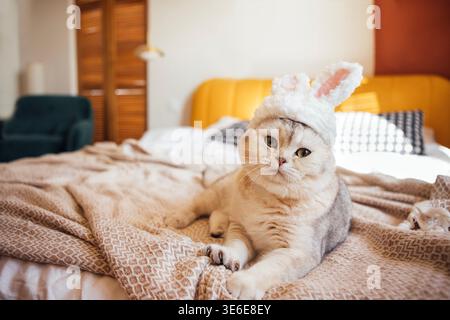 Scottish fold cat with bunny ears rests on a patterned blanket in a cozy bedroom, surrounded by wooden furniture and soft lighting Stock Photo