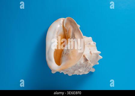 Large sea shell on bright blue background. Beautiful conch shell on vibrant blue surface. Minimalist summer concept representing ocean life, travel, a Stock Photo