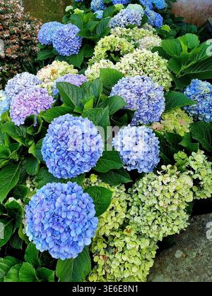 A thicket of colorful hydrangeas macrophylla on Terceira Island, Azores, Portugal Stock Photo