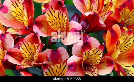 A beautiful floral background of bright orange alstroemeria flowers with striking yellow and black markings on their petals Stock Photo