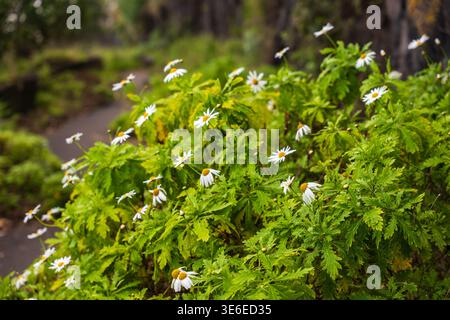 White daisies with yellow centers grow beside a damp rocky path in Madeira. Overcast light and shallow depth of field blur dark lava like stone walls Stock Photo