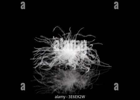 White down feather resting on a black reflective surface with subtle light Stock Photo