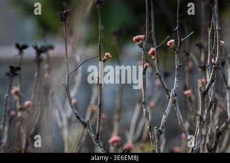 Young reddish shoots of Rock’s tree peony (Paeonia rockii) emerging on woody stems in early spring, covered with delicate frost. Stock Photo