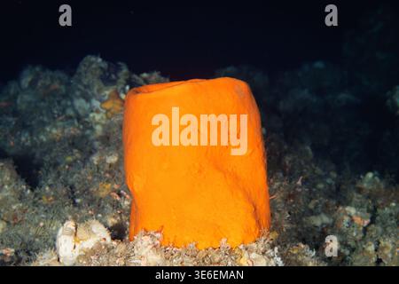 Orange crater sponge (Stelletta sp.) on reef, Poor Knights Islands, New Zealand Stock Photo