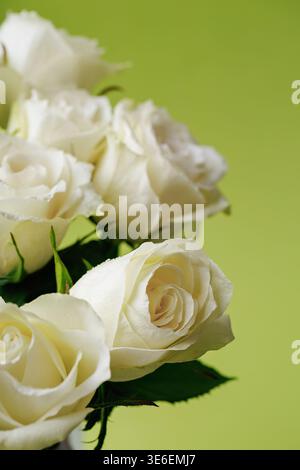 White roses close up with soft green background Stock Photo