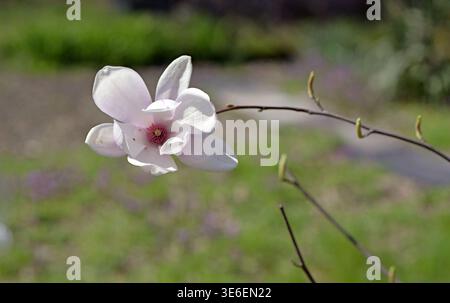 Single magnolia flower in full bloom on a thin branch with soft white and pale pink petals, captured in diffused light against a blurred green backgro Stock Photo