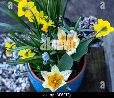 A colorful arrangement of spring flowers including yellow daffodils and white tulips planted in a blue pot Stock Photo