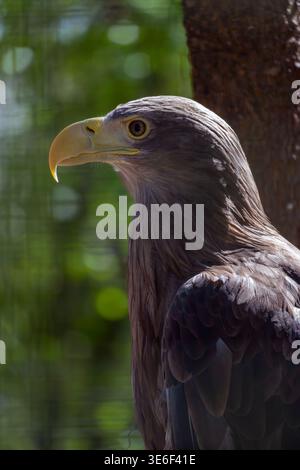 A large eagle is sitting on a branch of a tree with sunlight shining through the leaves. The bird looks alert and focused on its surroundings in a nat Stock Photo