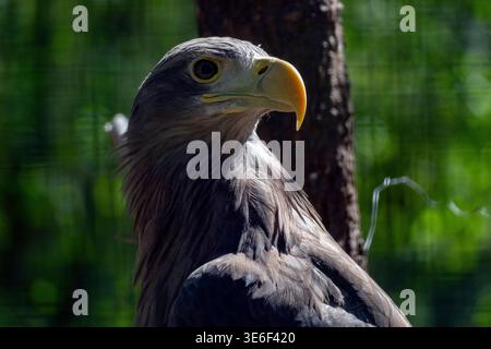 An eagle looks out as it perches on a branch beside a tree. The sunlight shines through the leaves, creating a bright green backdrop. The bird appears Stock Photo
