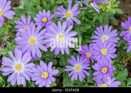 Blooming balkan anemone flowers growing in a natural garden setting during the spring season Stock Photo