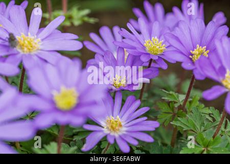 Blooming balkan anemone flowers growing in a natural garden setting during the spring season Stock Photo