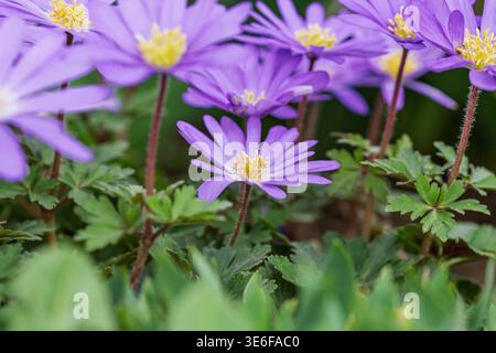 Blooming balkan anemone flowers growing in a natural garden setting during the spring season Stock Photo
